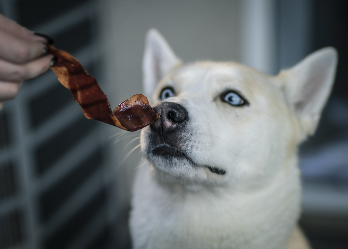 Cão comendo bacon