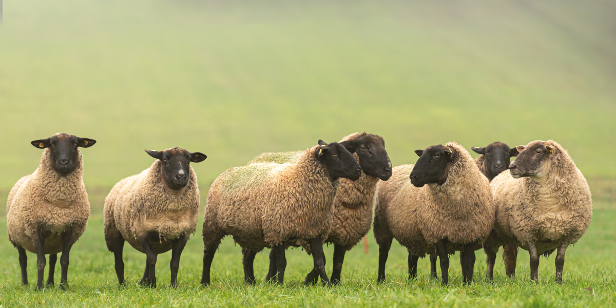 Ovelhas com cara preta em pasto