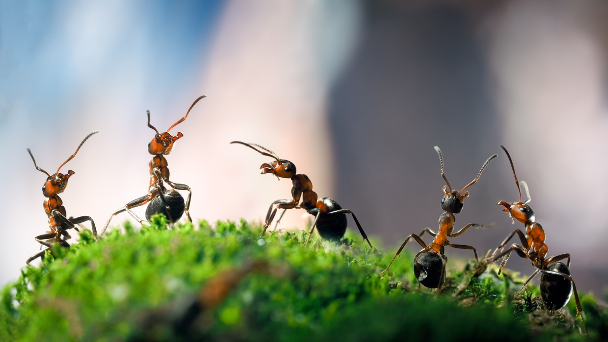 Cinco formigas em gramado verde