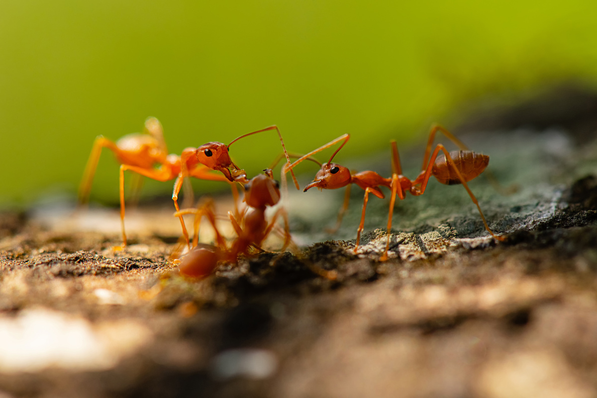 Três formigas vermelhas