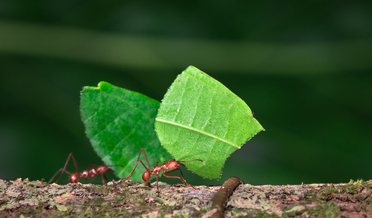 Duas formigas carregando cada uma um pedaço de folha verde