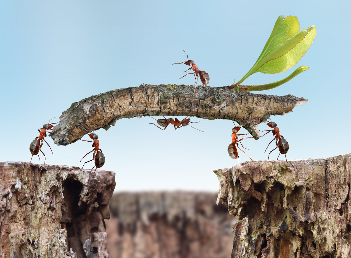 Formigas carregando juntas um pedaço de graveto