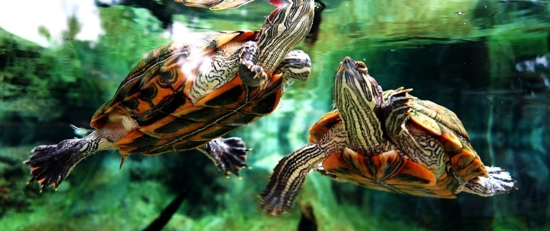 Duas tartarugas tigre d'água em aquário