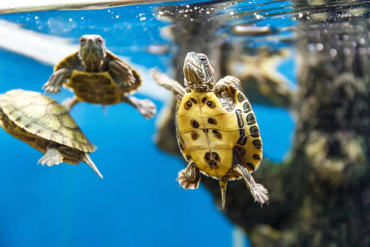 Fihotes de tartaruga tigre d'água em aquário