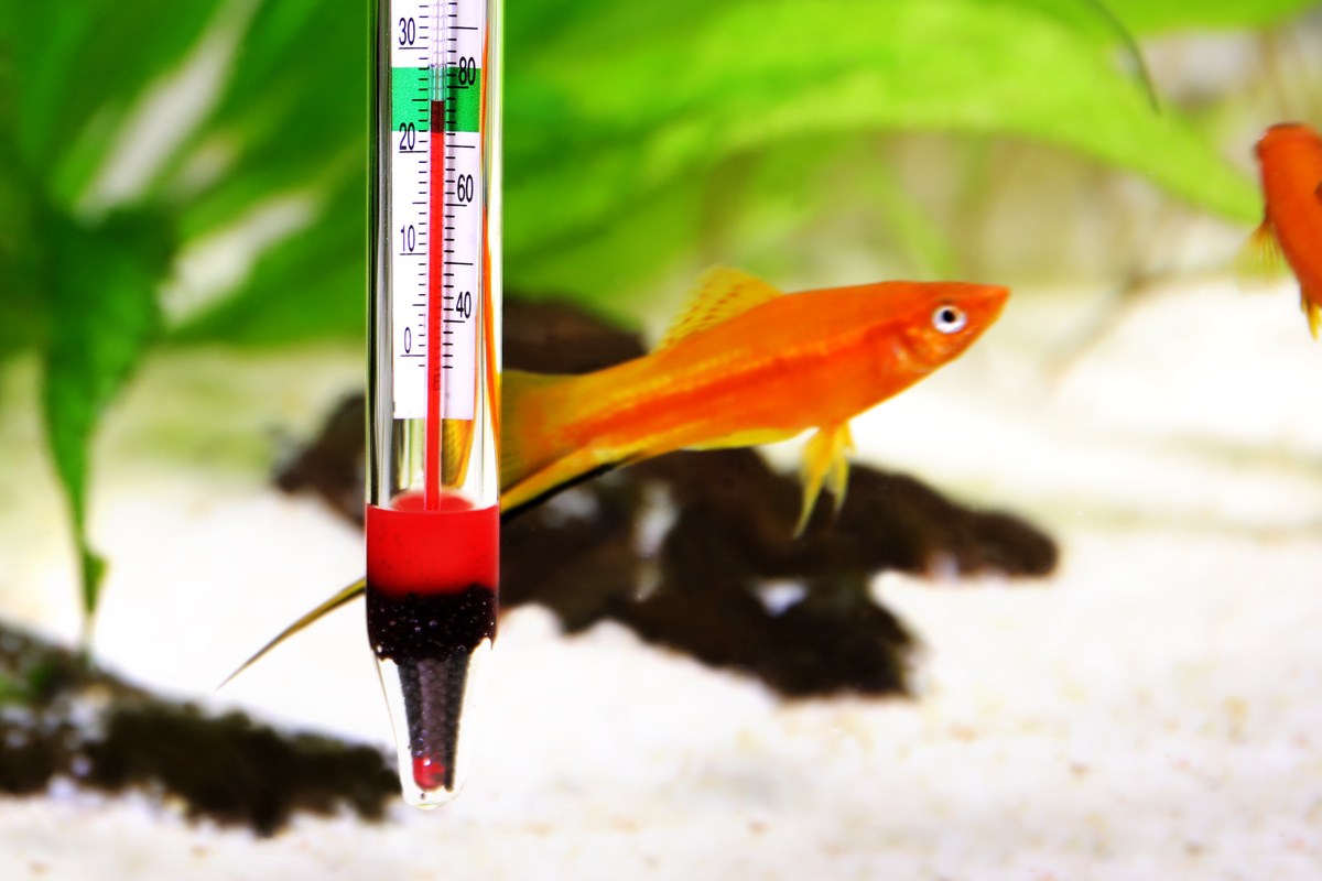 Termometro em aquário com peixe vermelho