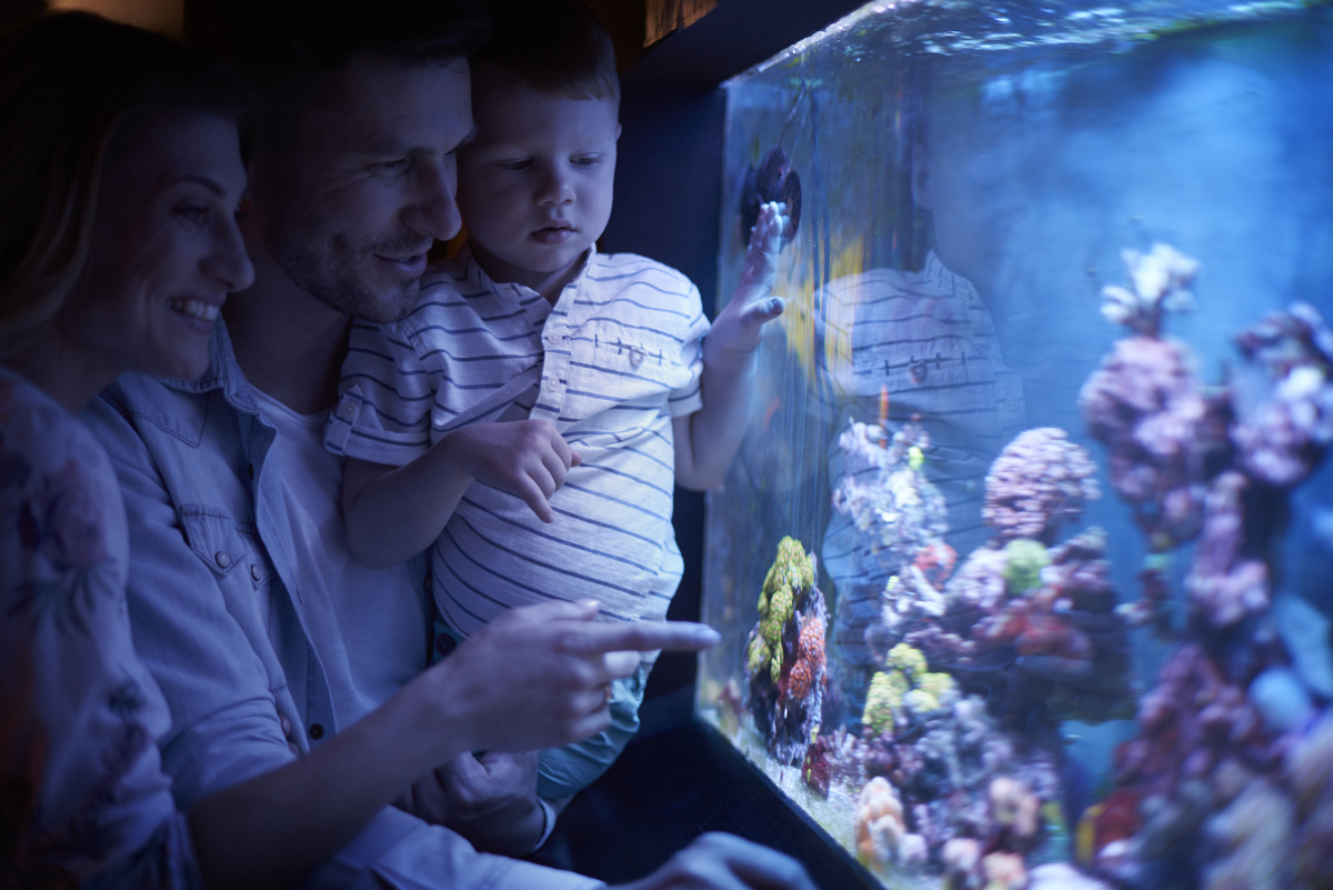 Casal com filho admirando aquário