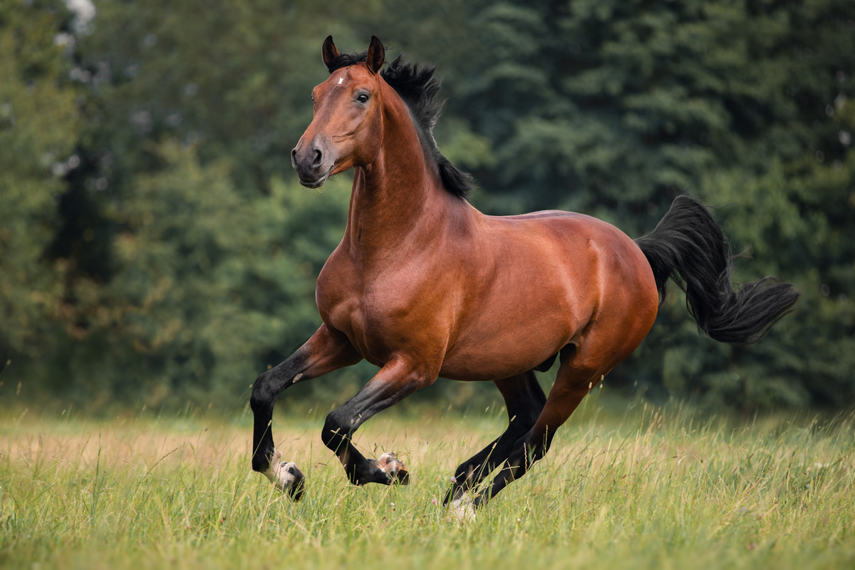 Sonhar com cavalo: simbolismo e significado