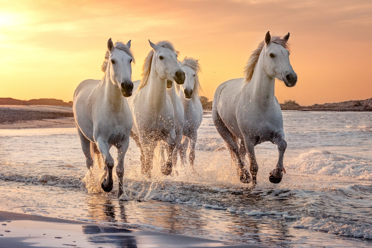 Quatro cavalos brancos correndo em praia