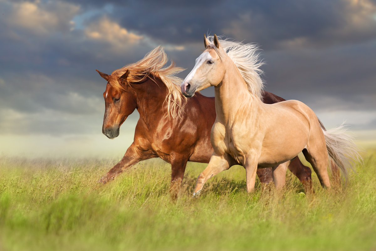 O que significa sonhar com cavalo? branco, preto, marrom, bravo e mais