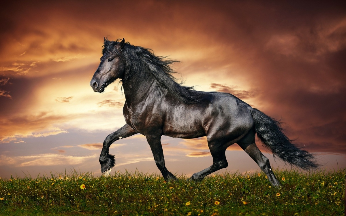 Sonhar com cavalo: o que significa? É bom ou ruim?