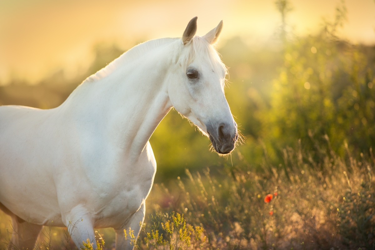 Cavalo branco em pasto