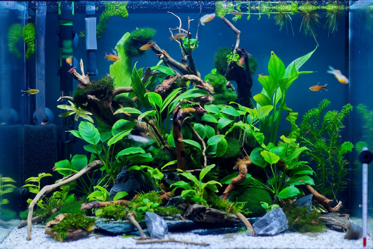Grande aquário com algas