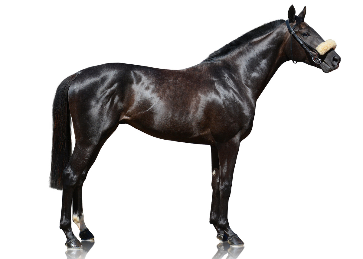 Cavalo marrom escuro