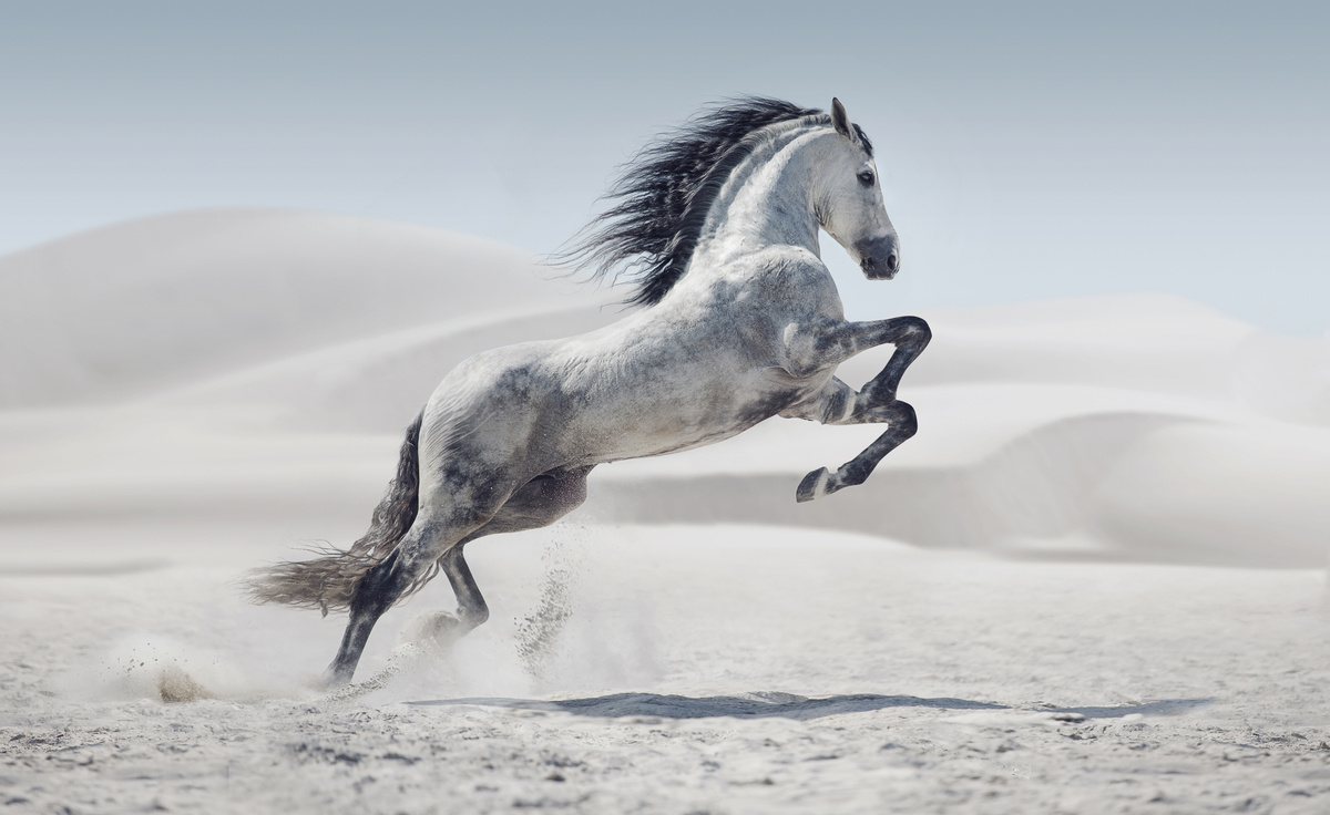 Cavalo claro sobre a areia branca