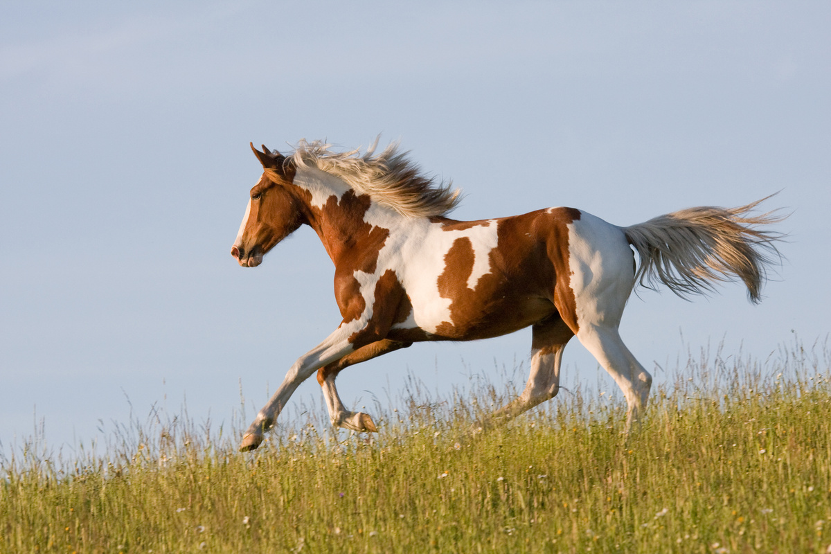 Cavalo branco e marrom cavalgando