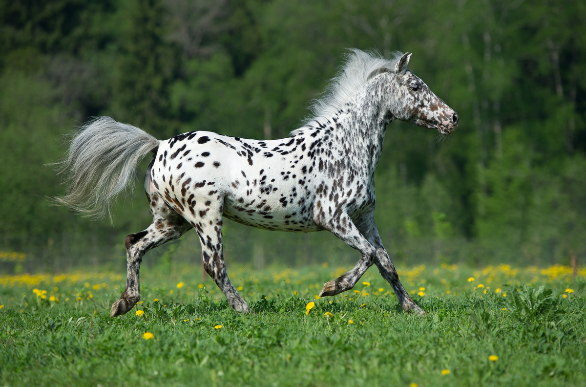 Cavalo malhado cavalgando sobre a grama
