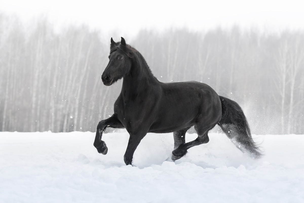 Cavalo negro cavalgando sobre a neve