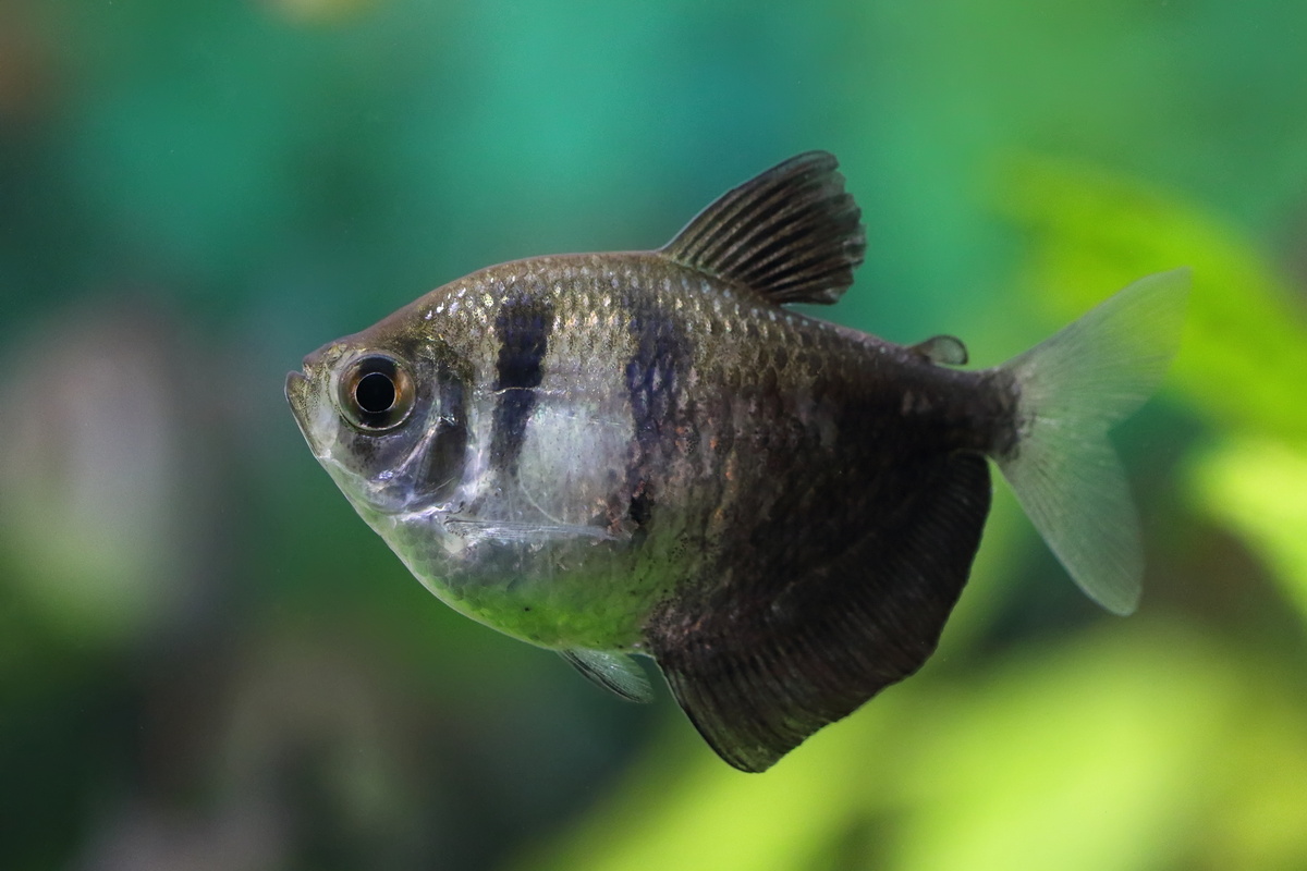 Peixe ornamental Tetra- preto