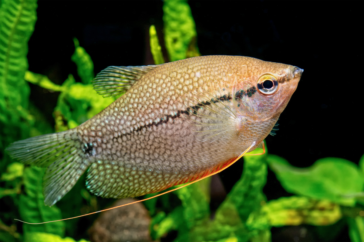Peixe ornamental tricogaster leeri