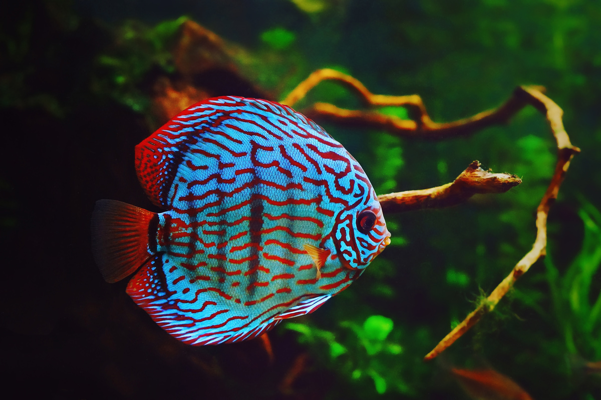 Peixe Acará-disco em aquário
