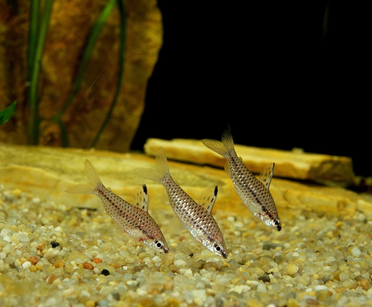 Peixe ornamental Chilodus
