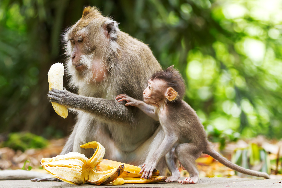 Macaco adulto e filhote comendo banana