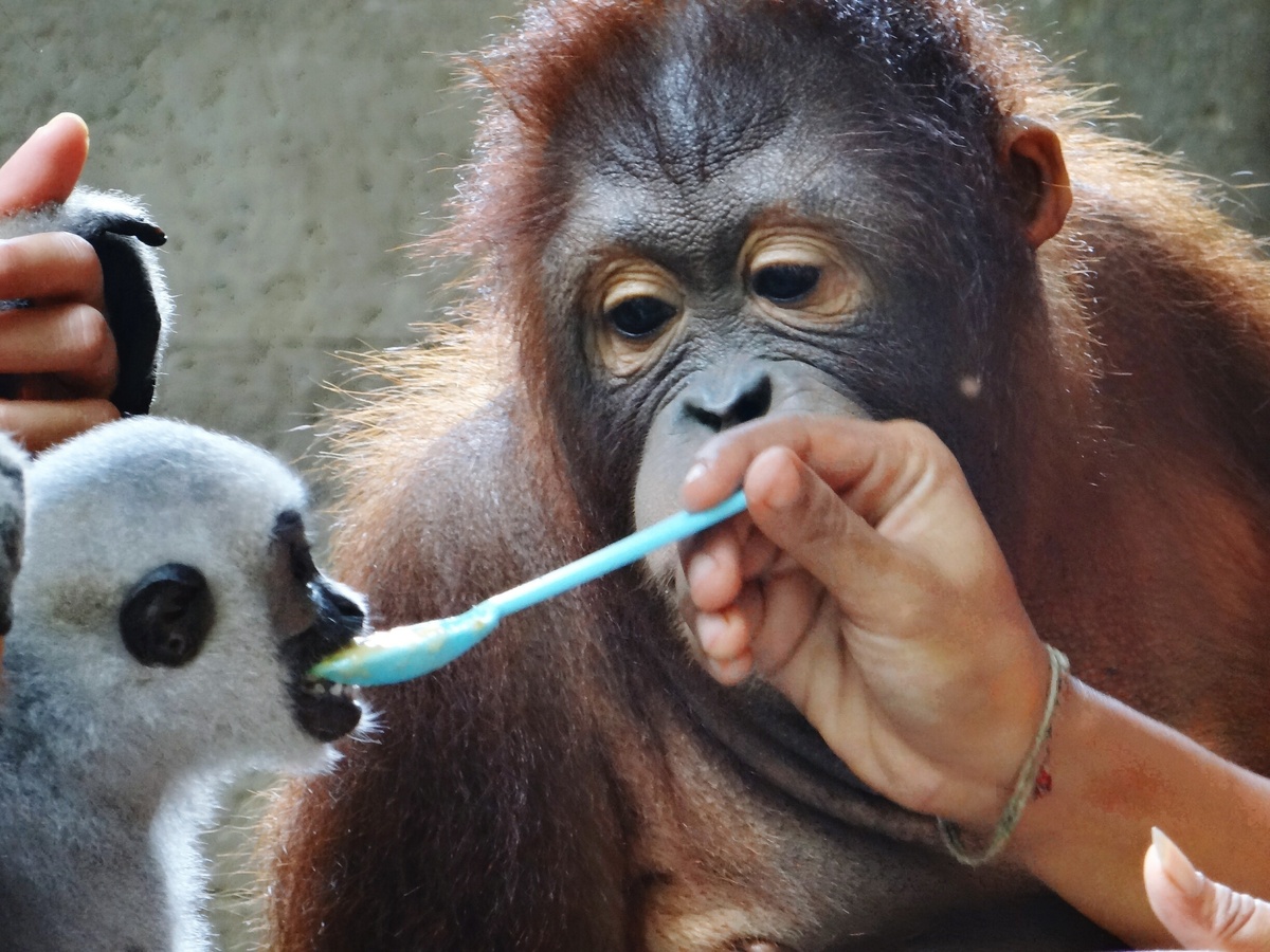 Pessoa alimentando um macaco filhote