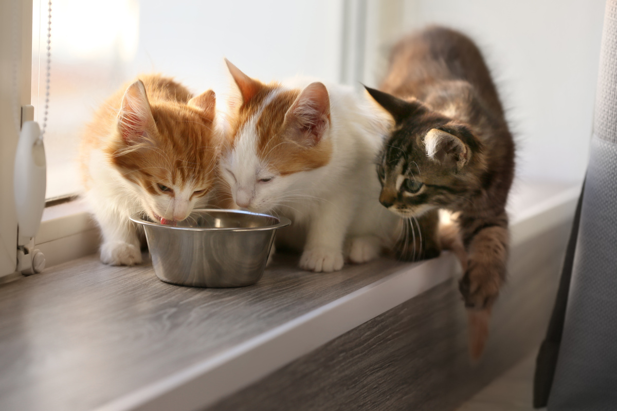 Três gatos comendo