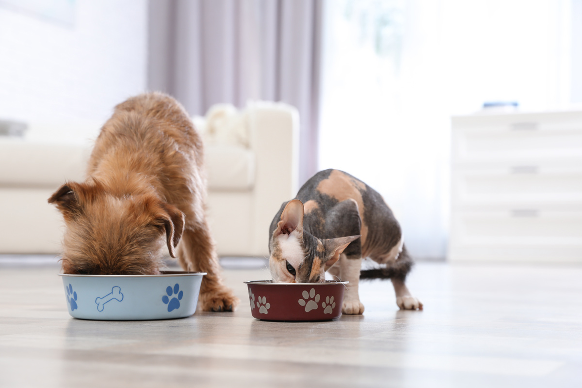 Um gato e um cachorro comendo ração