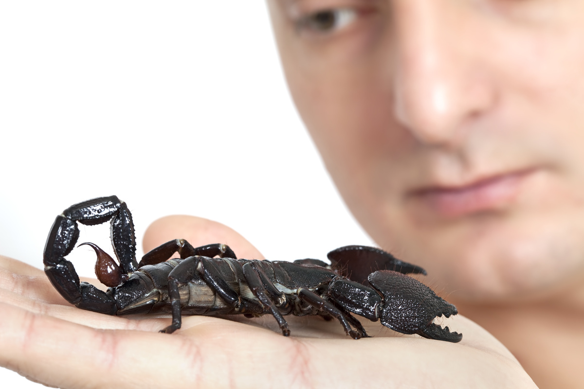 Homem com escorpião preto em mãos