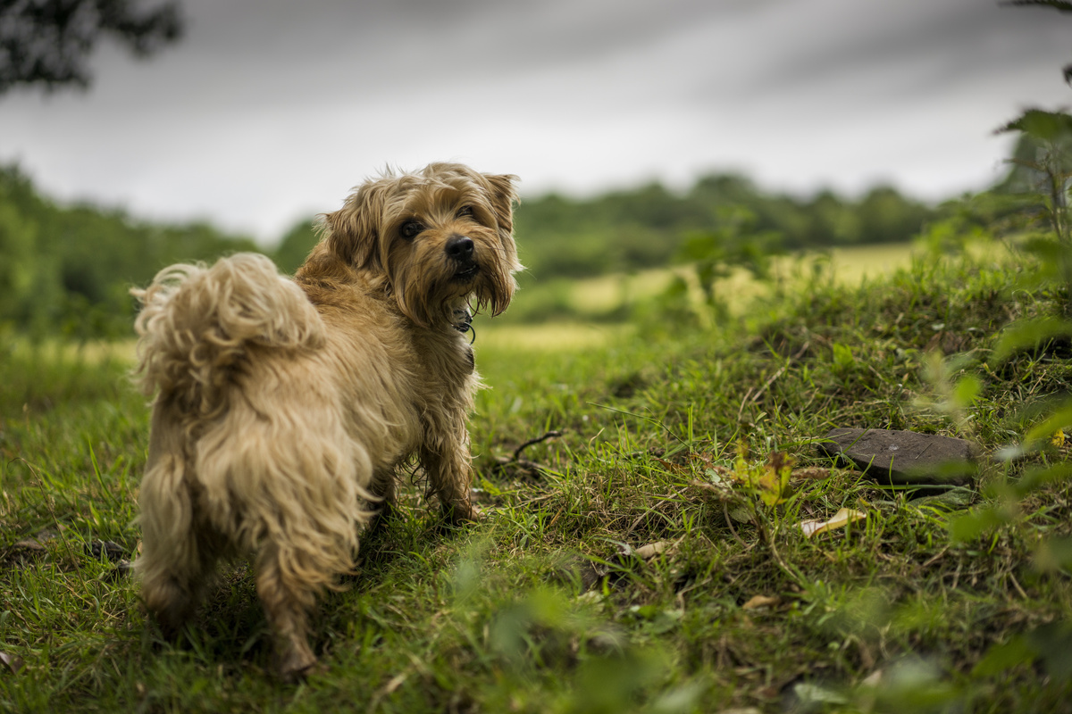 Cachorro Norfolk Terrier