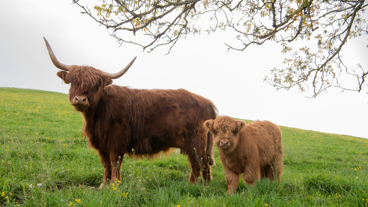 Gado Highland cattle com filhote