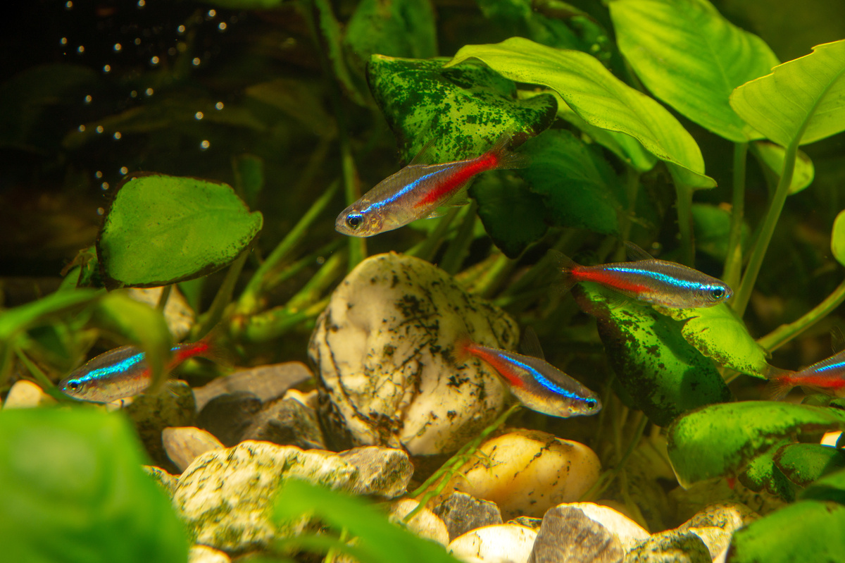 Peixes tetra neon cardinal em aquário