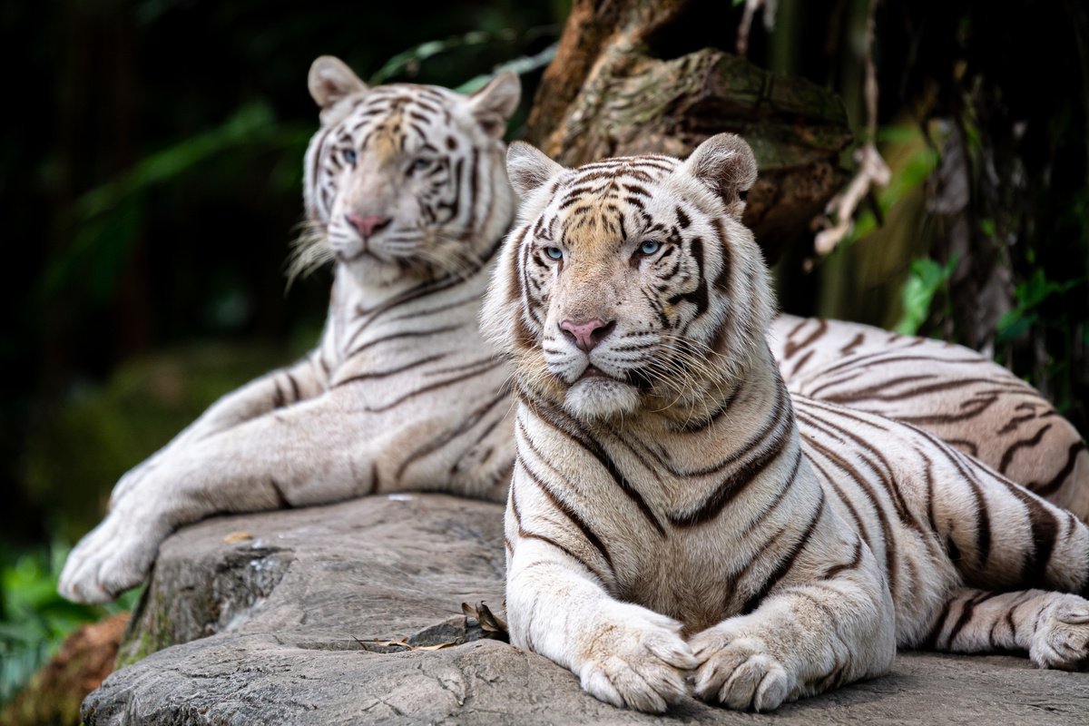 Dois tigres brancos deitados