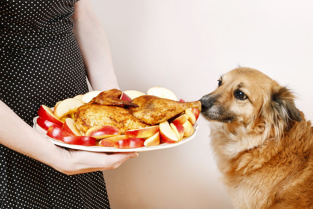 Cachorro olhando frangos em prato segurado por mulher