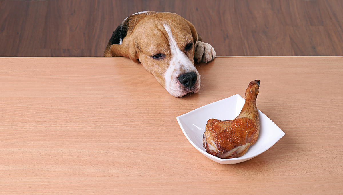 Cachorro tentando alcançar prato com pedaço de frango em cima da mesa