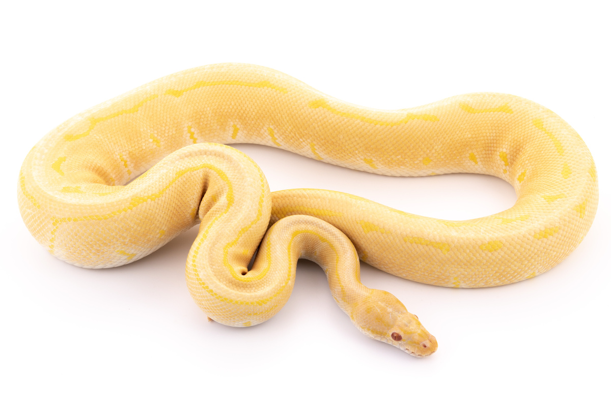 Cobra python amarela no fundo branco