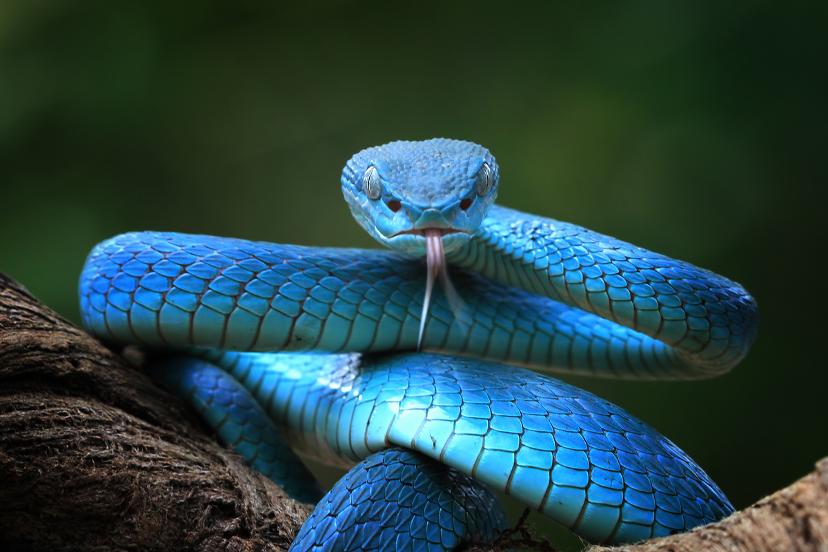 Cobra azul