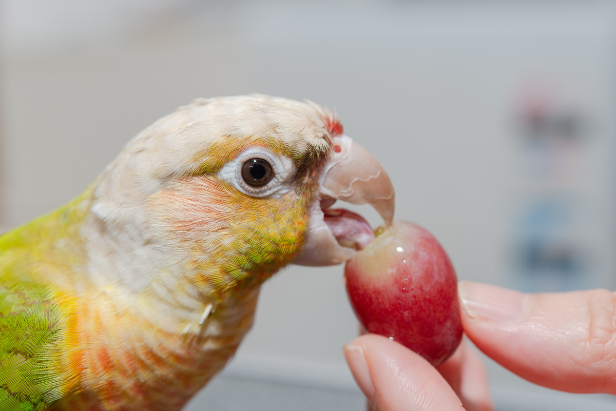 Calopsita comendo uva