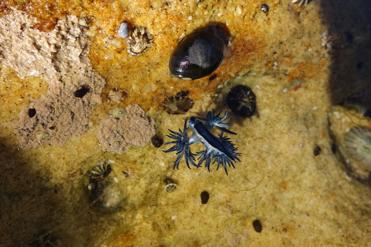 Dragão Azul do mar: veja informações e curiosidades do molusco! | Guia Animal