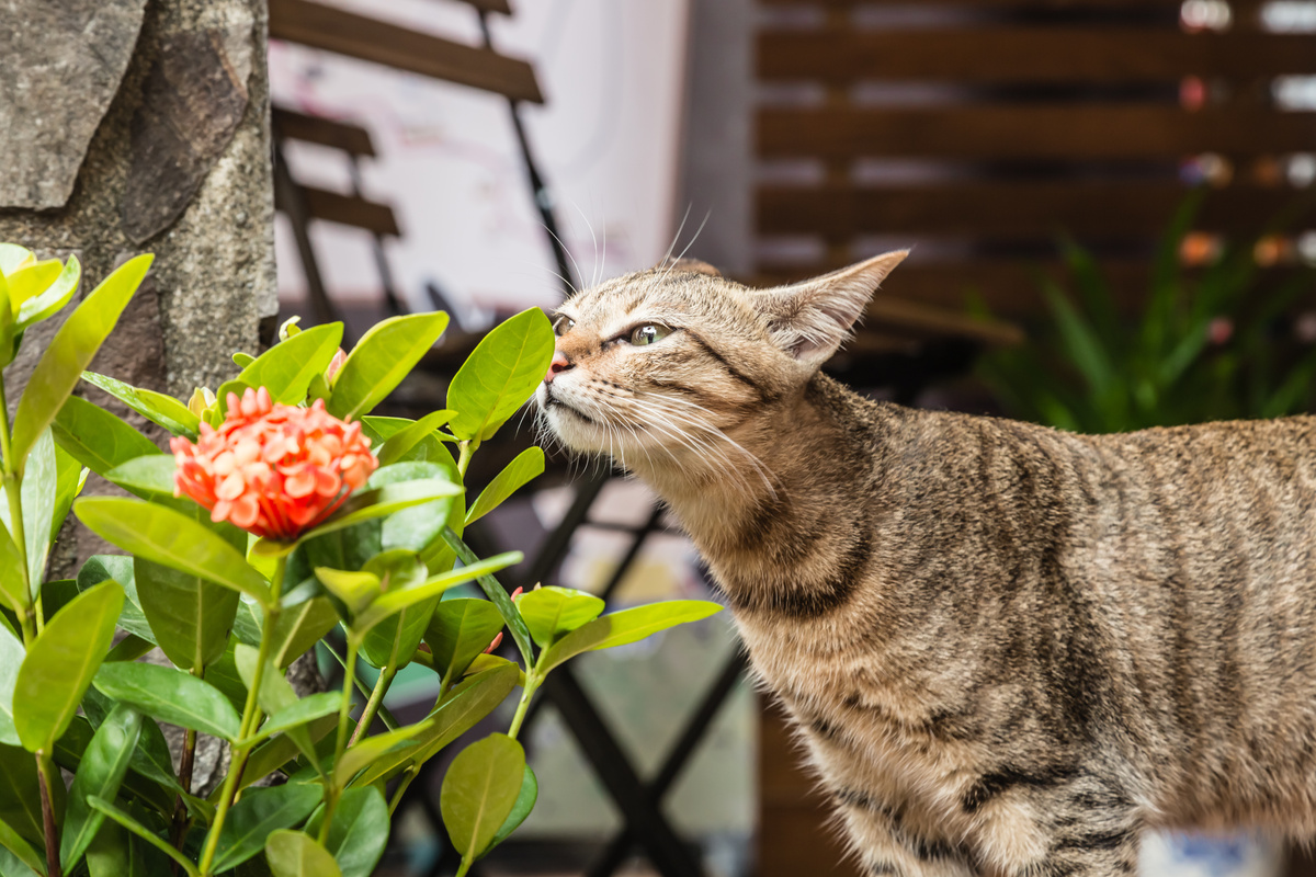 Gato cheirando uma planta