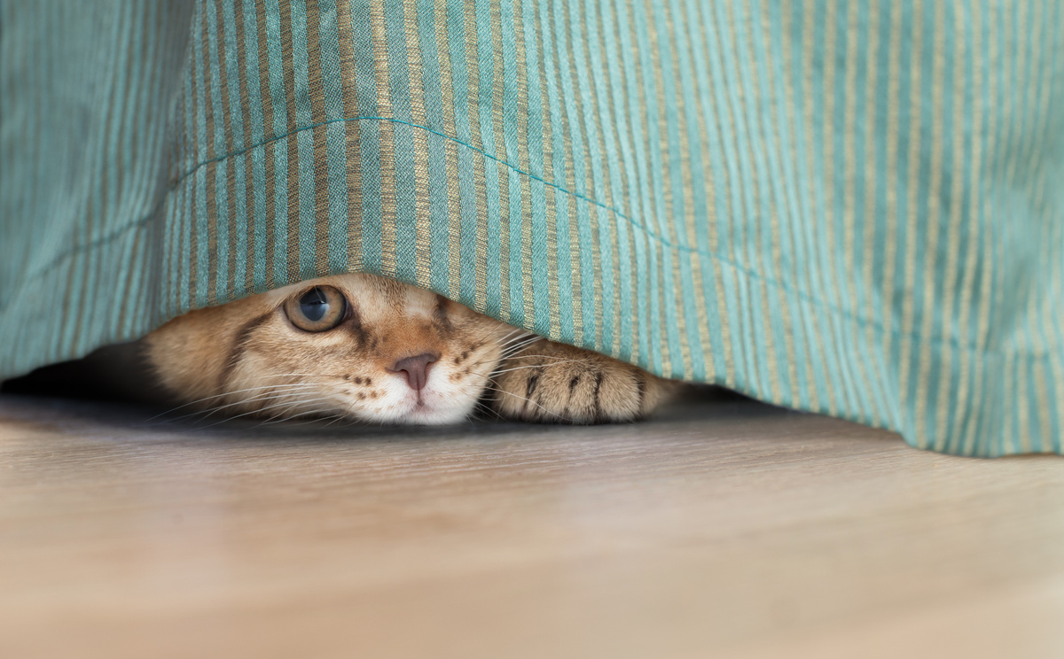Gato escondido embaixo da cama