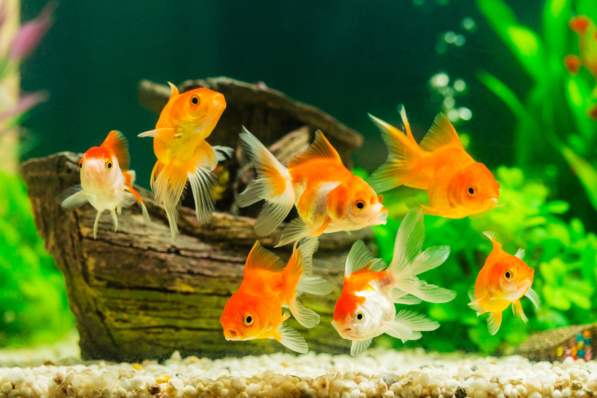 Sete peixes em um aquário