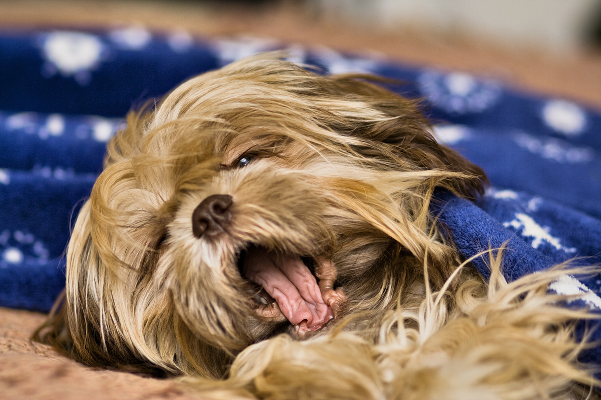 Cachorro da raça shorkie bocejando de sono