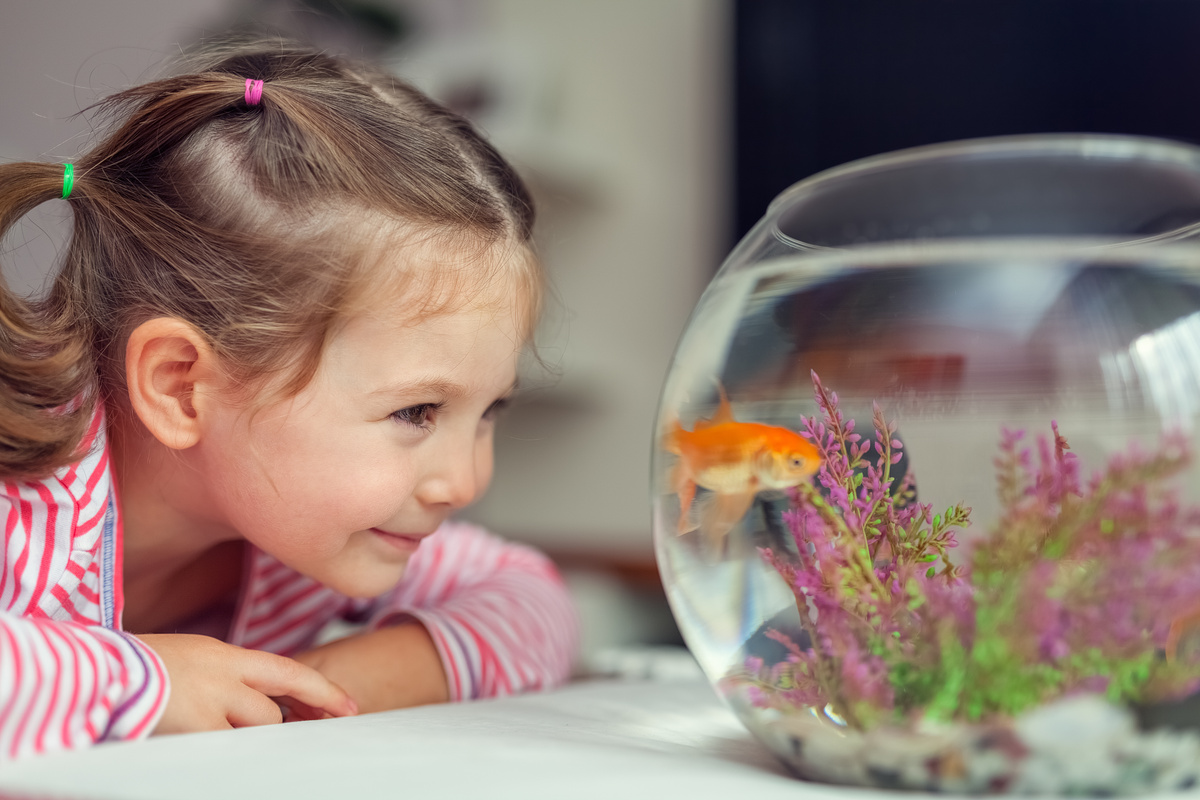 Criança observando um pequeno aquário