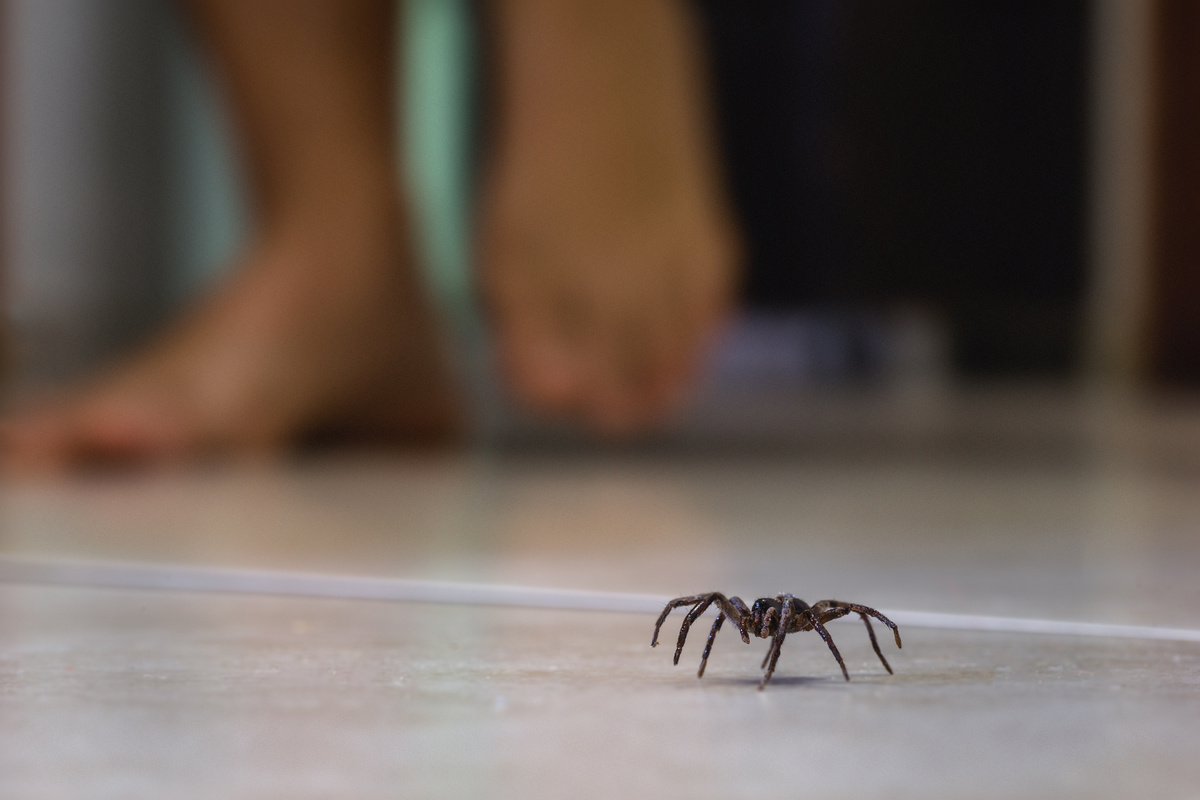 Aranha em chão dentro de casa
