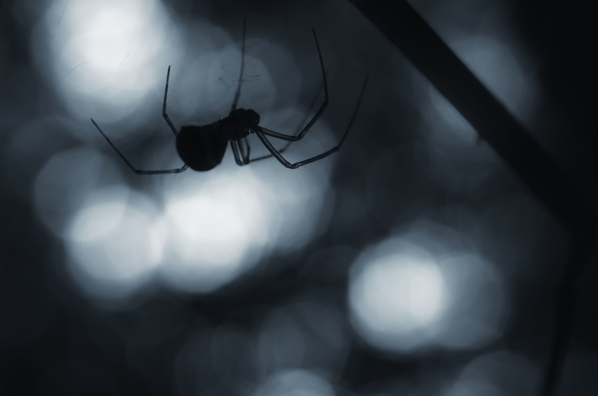 Sombra de aranha