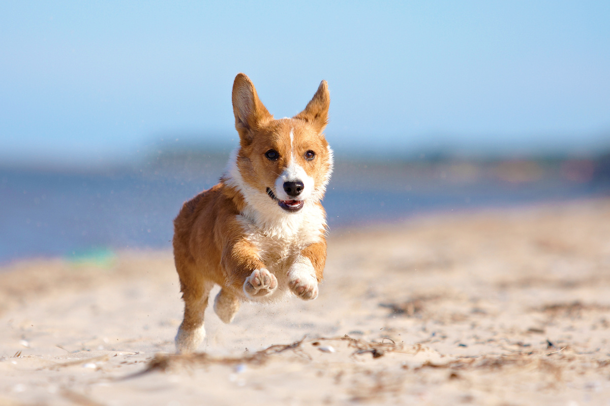 Cachorro da raça Welsh Corgi correndo na praia