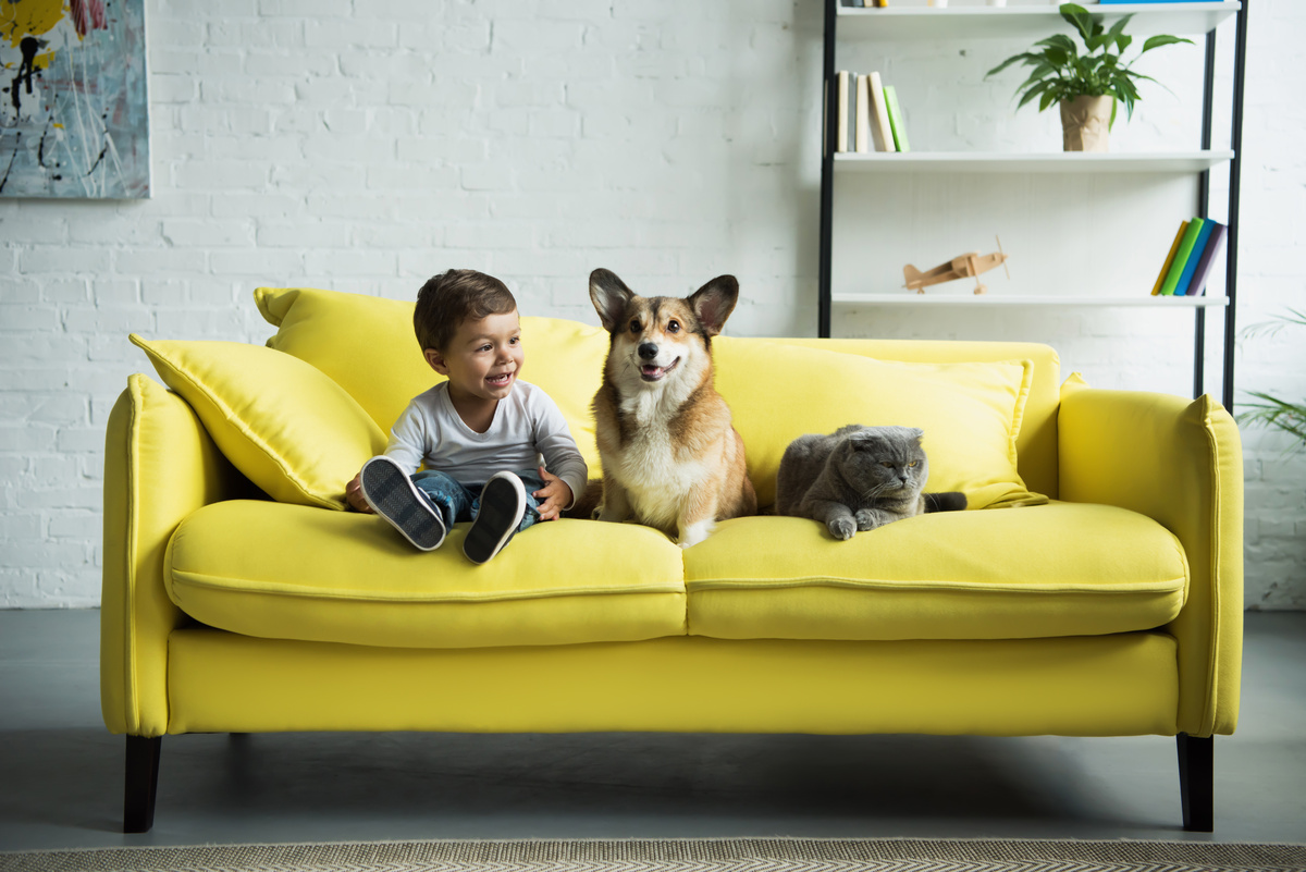 Cachorro da raça Welsh Corgi sentando em sofá junto com criança