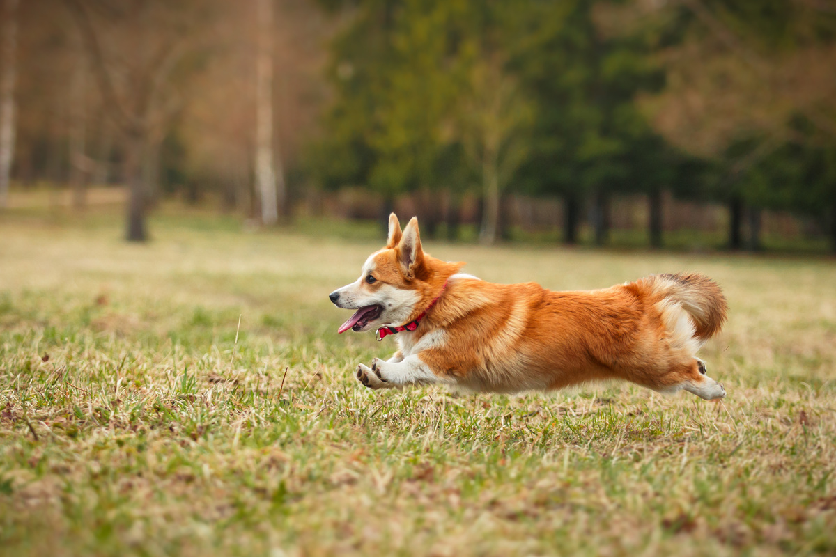 Cachorro da raça Welsh Corgi correndo